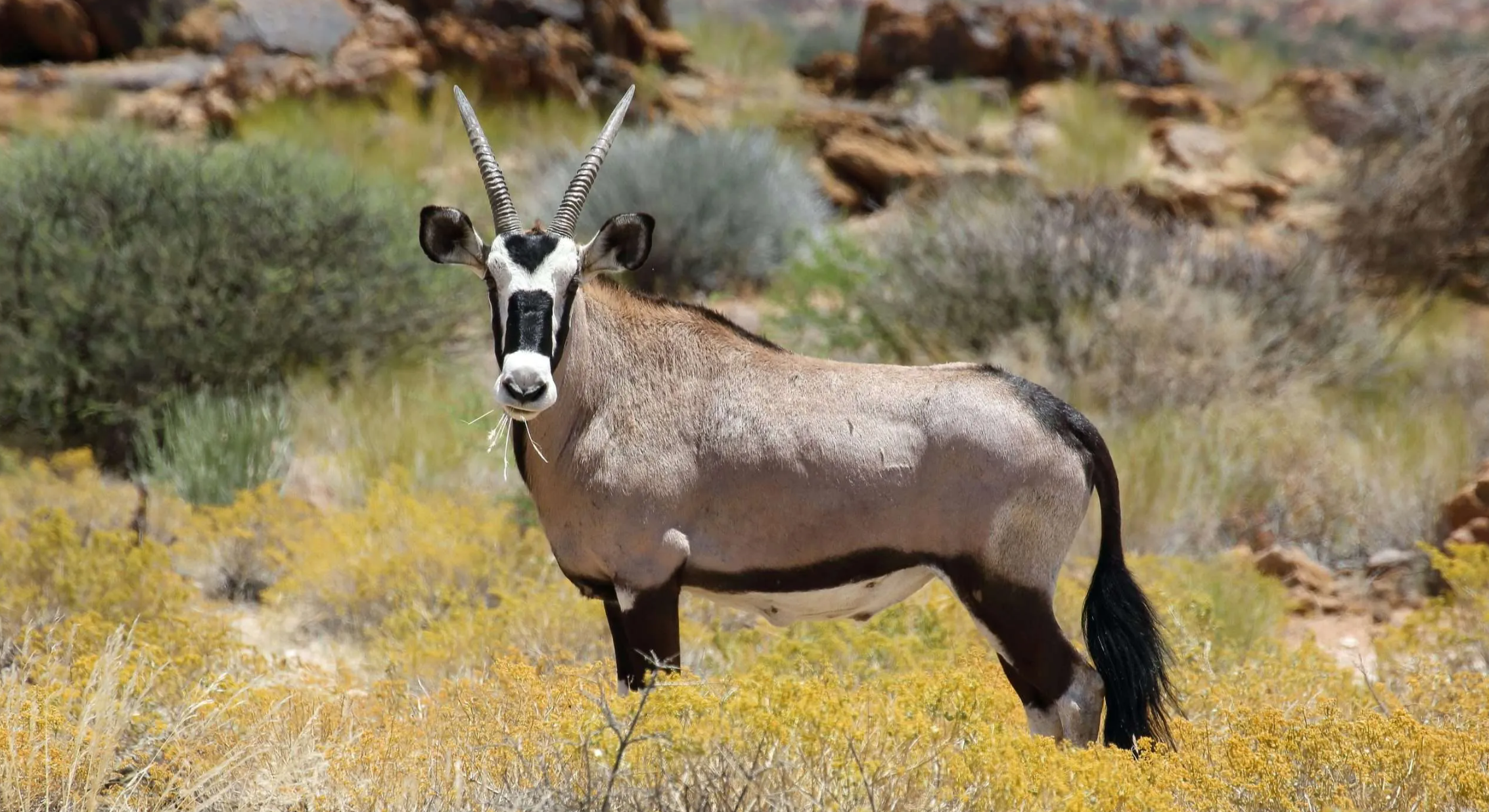Trophy Gemsbok Hunt 127